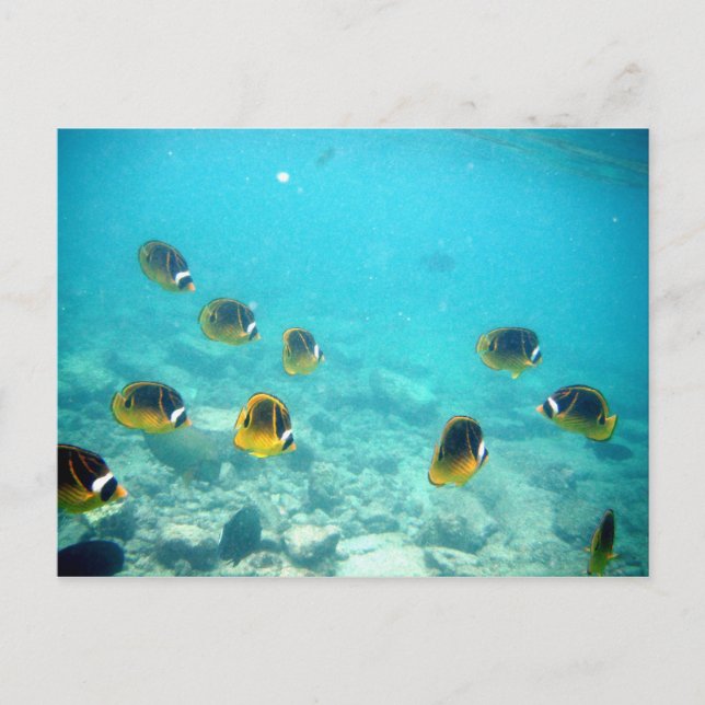 Carte postale Hawaiian Ocean Scene (Devant)