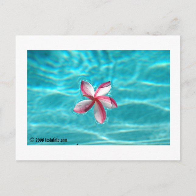 Carte Postale Hawaiian Plumeria Postcard (Devant)