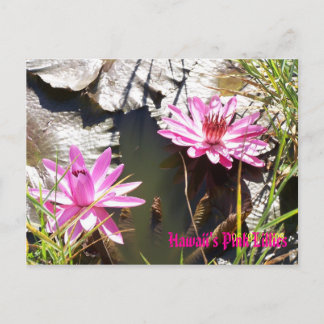 Carte Postale Hawaii's Pink Lillies