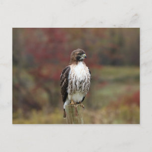 Carte postale Hawk