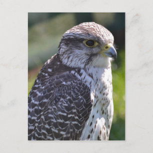 Carte postale Hawk