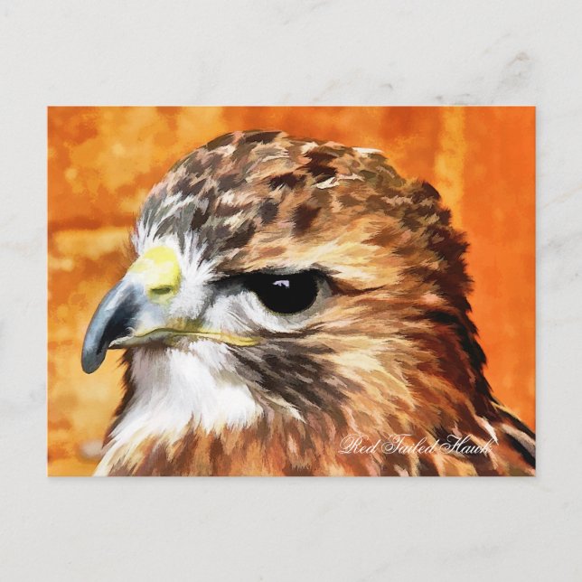 CARTE POSTALE HAWK (Devant)