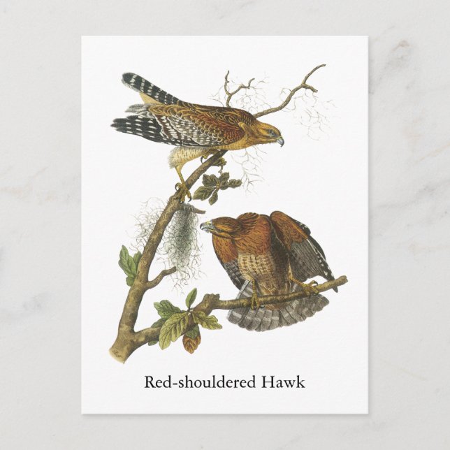 Carte Postale Hawk à épaulettes, John Audubon (Devant)
