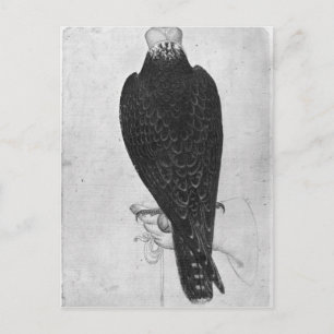 Carte Postale Hawk à portée de main