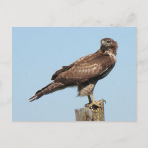 Carte postale Hawk à queue rouge