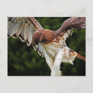 Carte postale Hawk à queue rouge