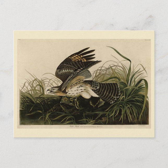 Carte Postale Hawk d'hiver, les oiseaux d'Amérique de John James (Devant)