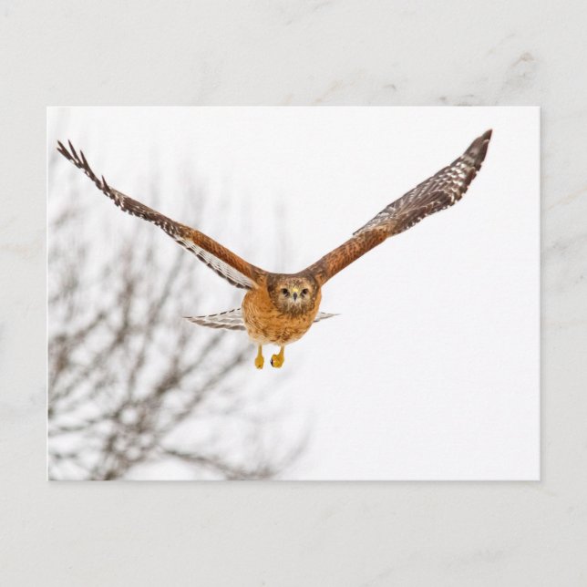Carte Postale Hawk en vol (Devant)