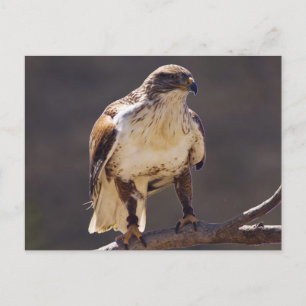 Carte Postale Hawk ferrougineux