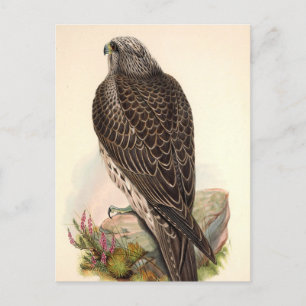 Carte Postale Hawk vintage