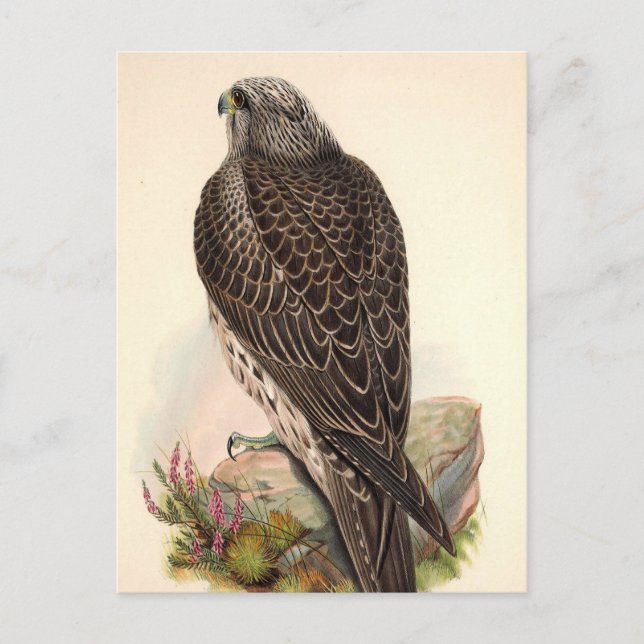 Carte Postale Hawk vintage (Devant)