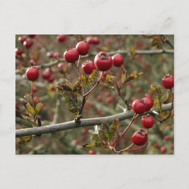 Carte postale Hawthorn Berries (Devant)