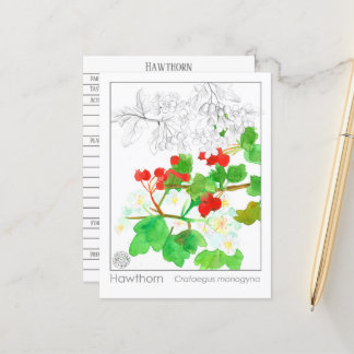 Carte Postale Hawthorn Materia Medica Monograph Herbal Study