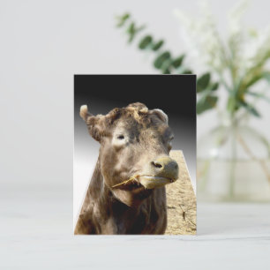 Carte Postale Hay Day : Un moment de mastication d'une vache bru