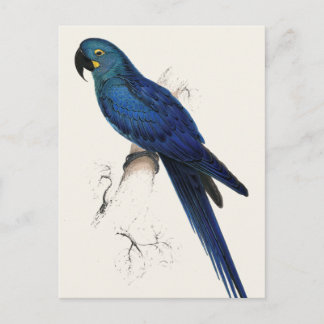 Carte Postale Hayacinthe Maccaw