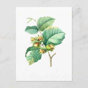 Carte Postale Hazel par Pierre-Joseph Redouté