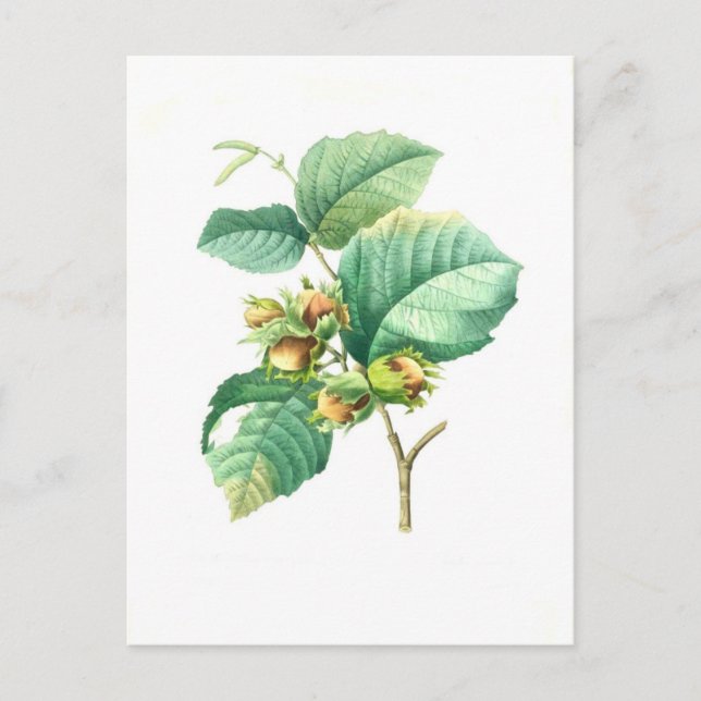 Carte Postale Hazel par Pierre-Joseph Redouté (Devant)