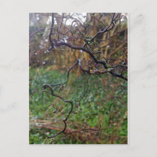 Carte Postale Hazel tordu