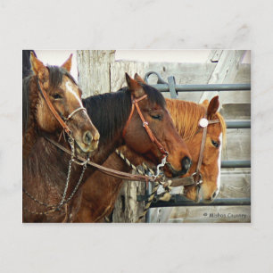 Carte Postale Heads Bridled