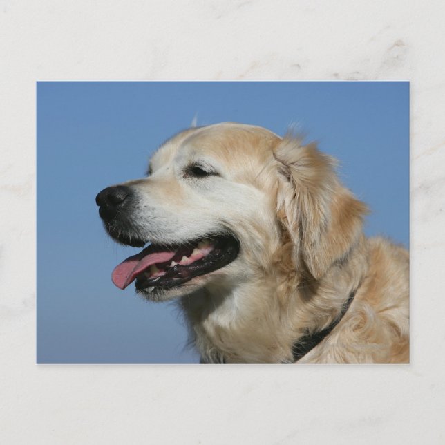 Carte Postale Headshot 4 de golden retriever (Devant)
