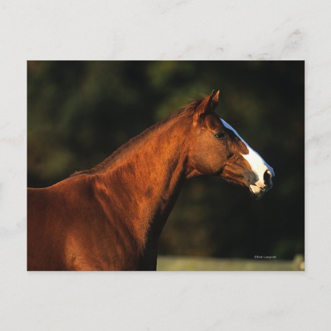 Carte Postale Headshot de cheval de pur sang (Devant)