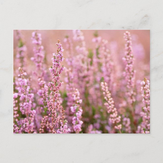 Carte Postale Heather In Horsham, Sussex, Angleterre (Devant)