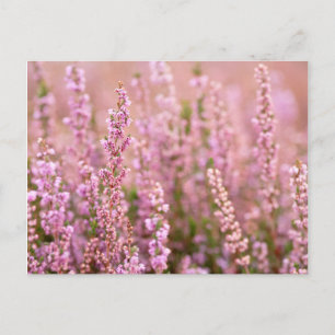 Carte Postale Heather In Horsham, Sussex, Angleterre