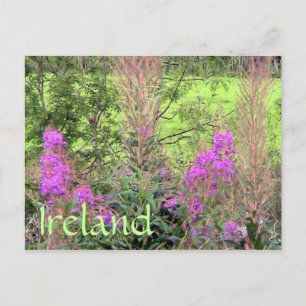 Carte postale Heather Irlande