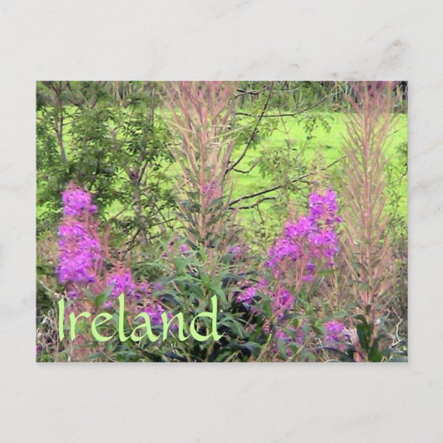 Carte postale Heather Irlande (Devant)