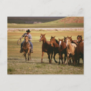 Carte Postale Hébergement de cowboys au ranch