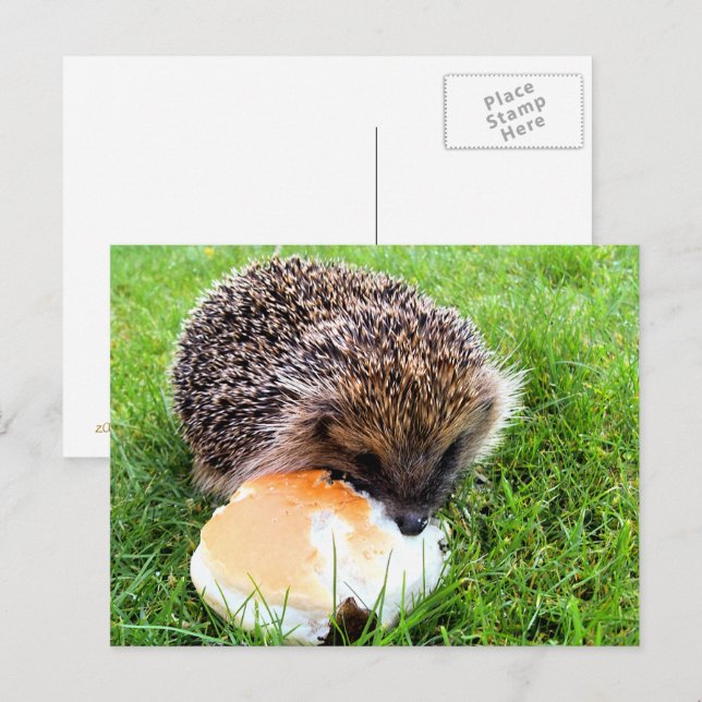 CARTE POSTALE HÉDGEHOG (Devant / Derrière)