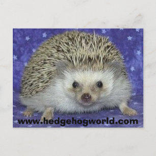 carte postale hedgehogworld