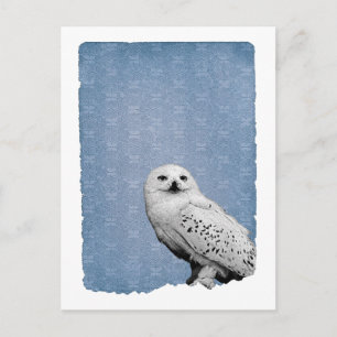 Carte Postale Hedwig 2