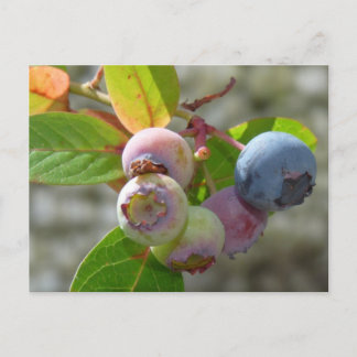 Carte Postale Heidelbeere Postkarte