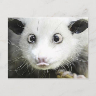 Carte Postale Heidi l'opossum aux yeux louches