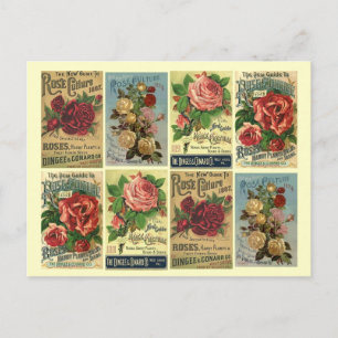 Carte postale Heirloom Rose Vintage Rose