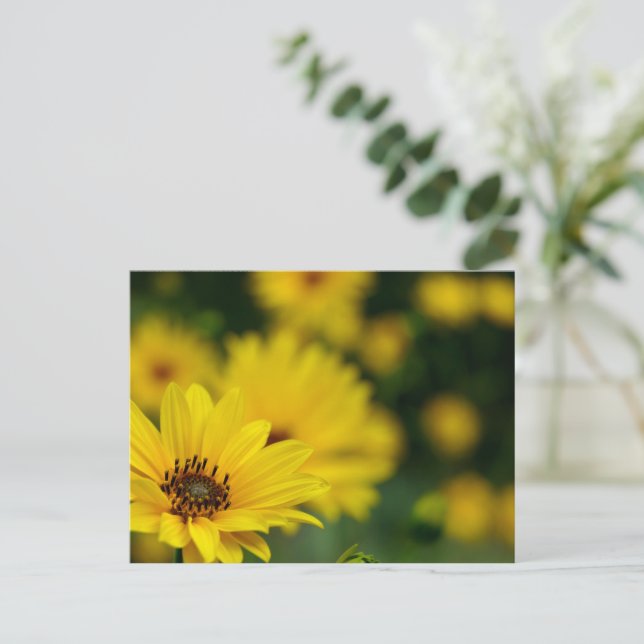 Carte Postale Hélénium de marguerite jaune (Debout devant)
