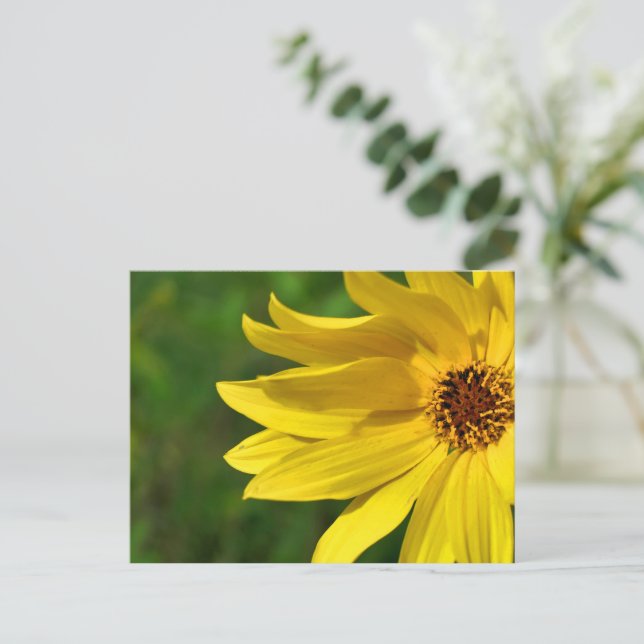 Carte Postale Hélénium de marguerite jaune (Debout devant)