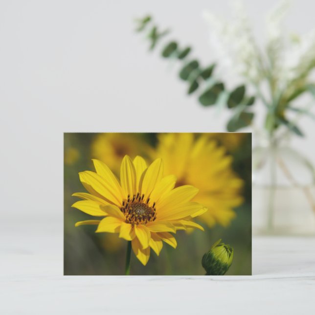 Carte Postale Hélénium de marguerite jaune (Debout devant)