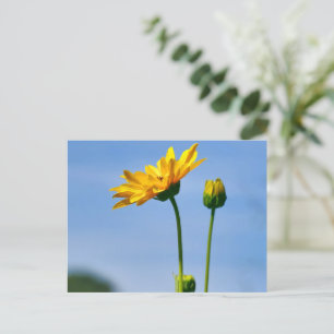 Carte Postale Hélénium de marguerite jaune
