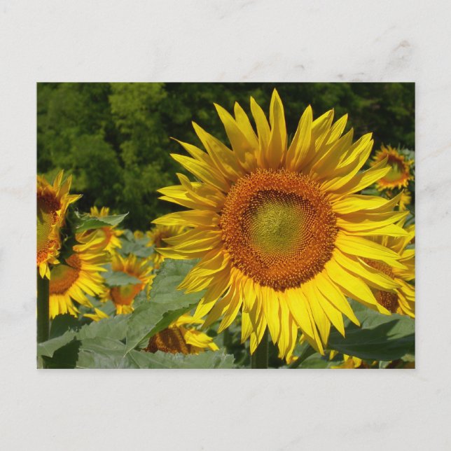 Carte Postale Helianthus annuus (Devant)