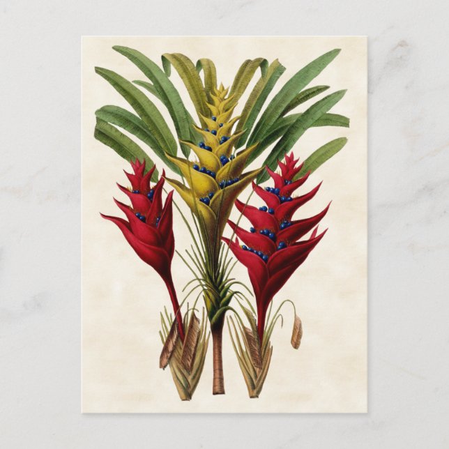 Carte Postale Heliconia Botanique Vintage (Devant)