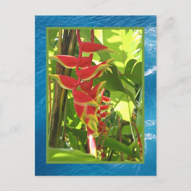 Carte Postale Heliconia rostrata (Devant)
