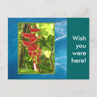 Carte Postale Heliconia rostrata