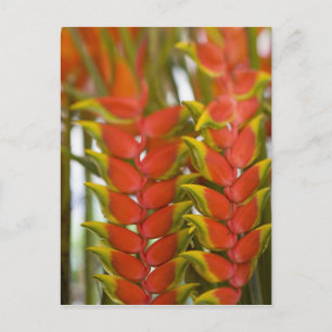 Carte Postale Héliconia suspendu, Fruits & légumes de mardi en h