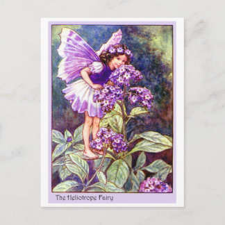 Carte Postale Heliotrope Fairy