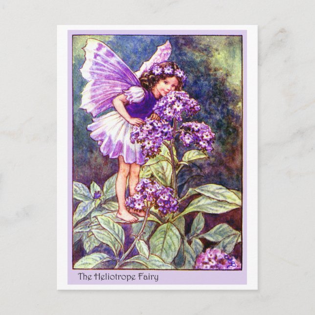 Carte Postale Heliotrope Fairy (Devant)