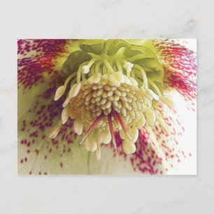 Carte Postale Hellebore Blanc Et Violet