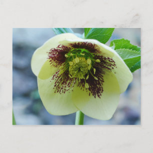 Carte postale Hellebore Flower