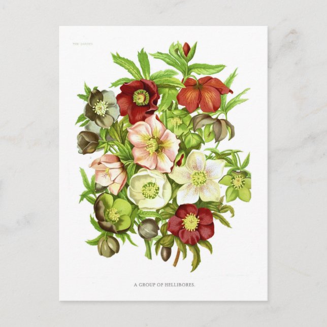 Carte Postale Hellebores (Devant)
